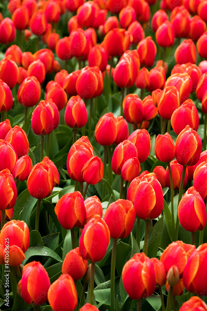 Fototapeta premium Beautiful flowers in Holland