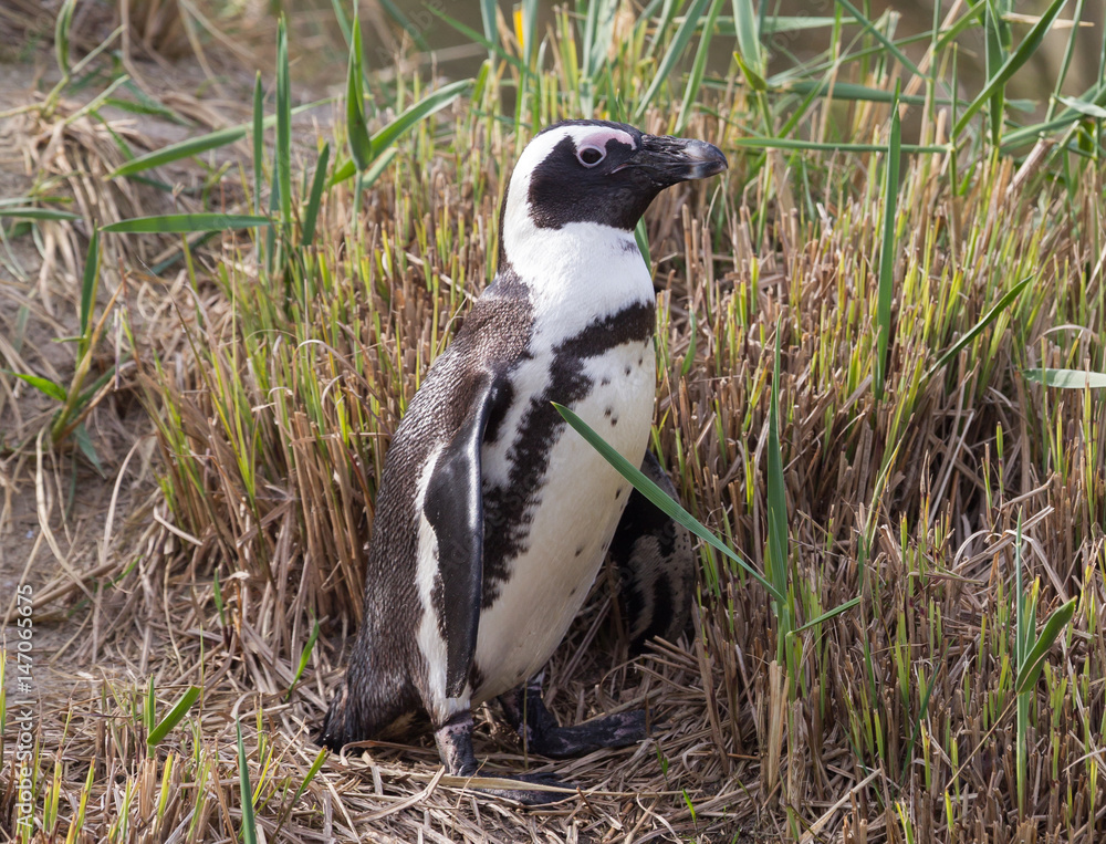 Obraz premium African Penguin, Spheniscus demersus