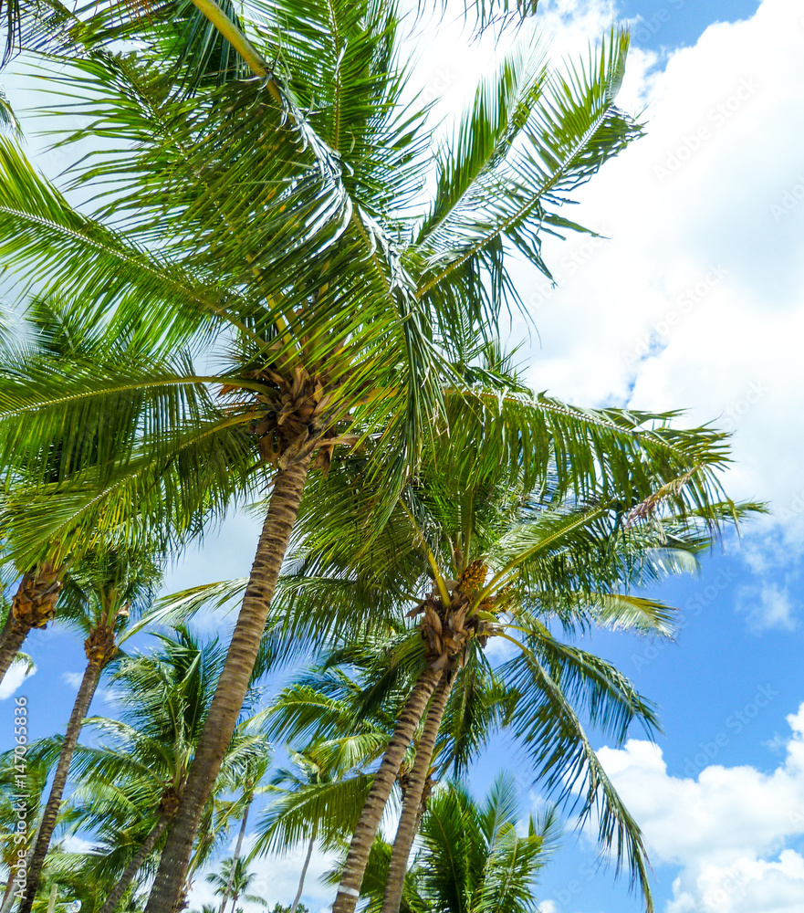 Fototapeta premium Green palm trees under a blue Caribbean sky