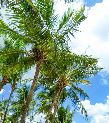 Green palm trees under a blue Caribbean sky