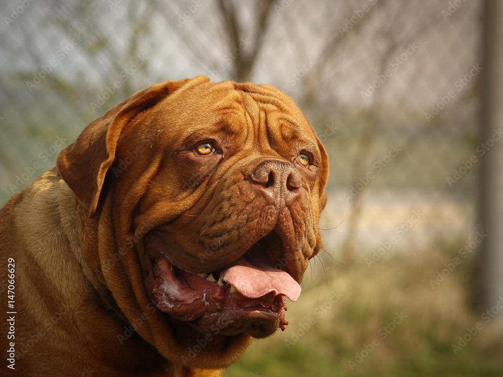 Dogue de Bordeaux - Beautiful Large Head Dogue de Bordeaux - Beautiful Large Head