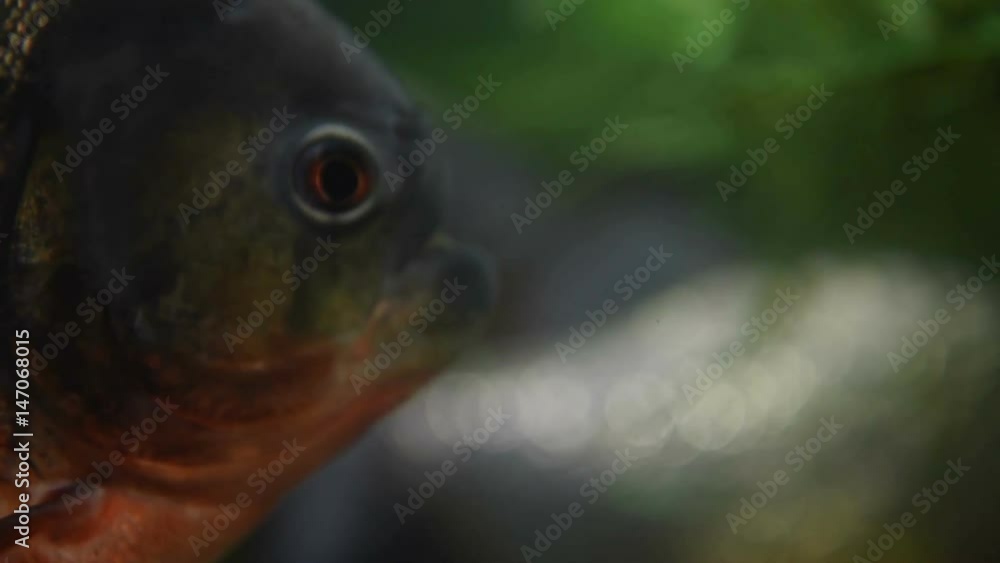 Piranha (Colossoma macropomum) in an aquarium on a green background Piranha (Colossoma macropomum) in an aquarium on a green background