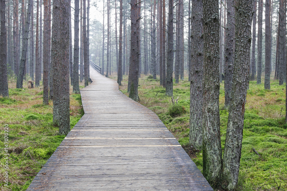 Obraz premium Wetland forest with green carpets of moss. Wooden bridge over the swamp.
