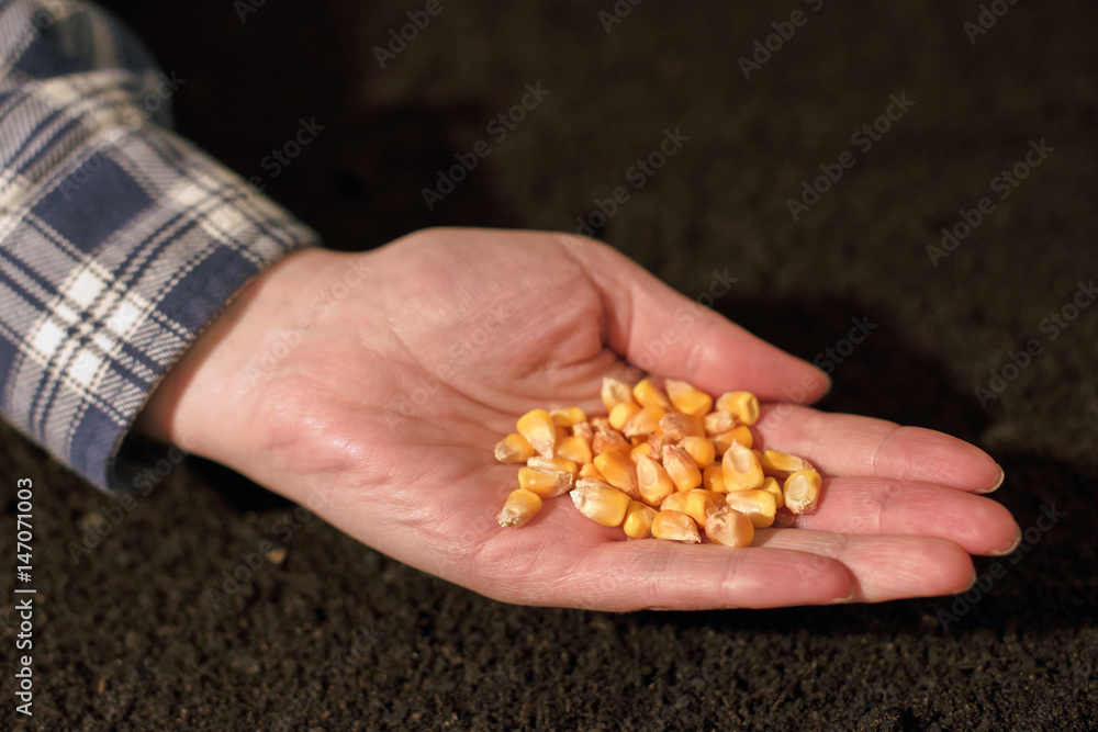 Fototapeta premium Female farmer hand with corn maize seed