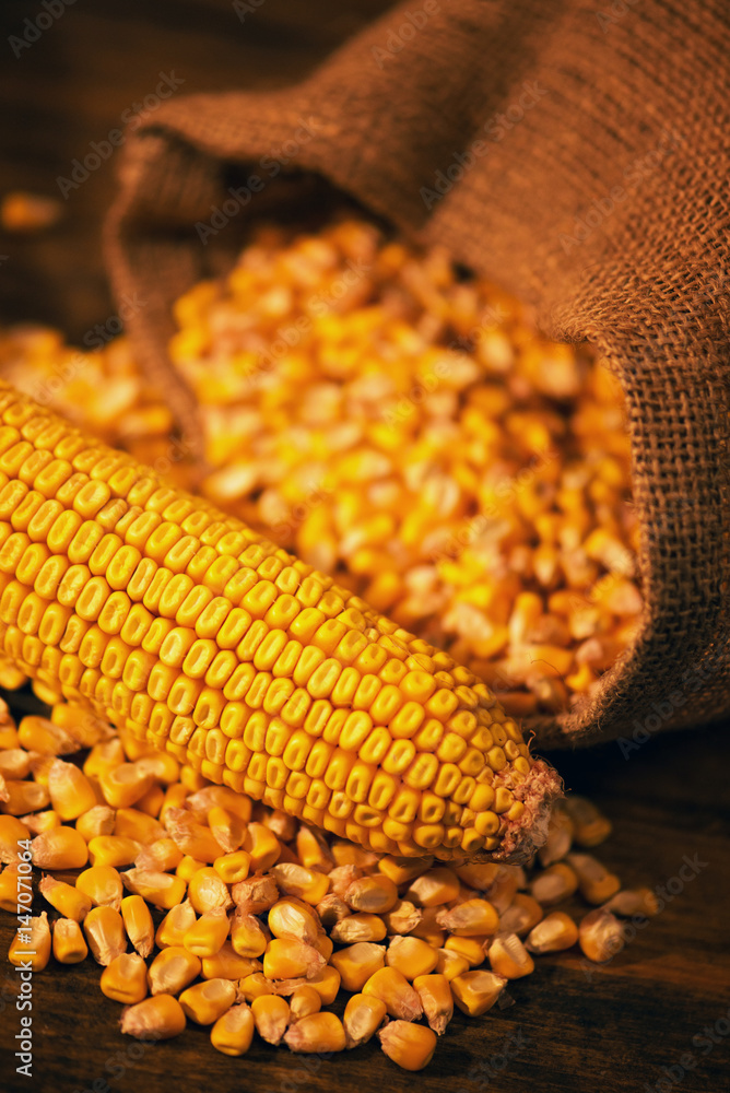 Harvested corn maize cob and grains Harvested corn maize cob and grains