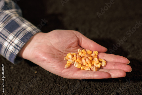 Female farmer hand with corn maize seed