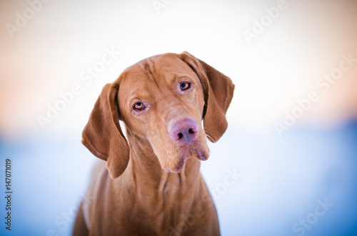 Wallpaper Mural Vizsla dog portrait in winter time Torontodigital.ca