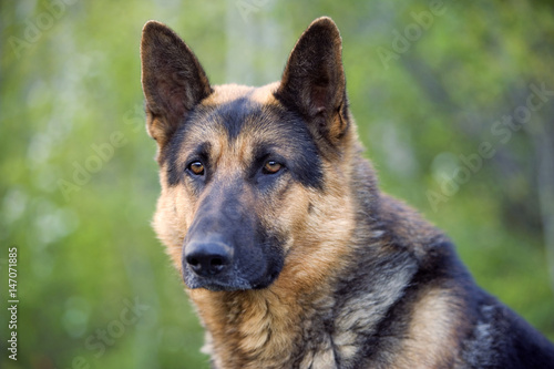 German Shepherd, male, sitting, portrait