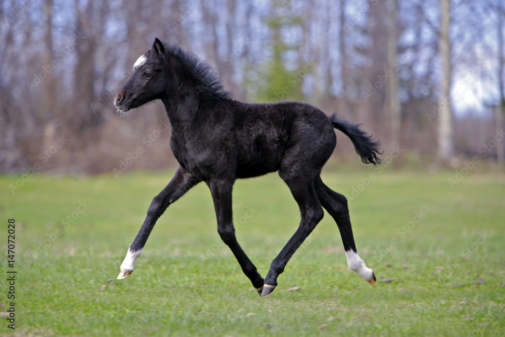 Black Welsh Mountain Pony, few weeks old running on meadow Black Welsh Mountain Pony, few weeks old running on meadow