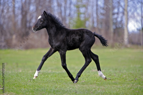 Black Welsh Mountain Pony, few weeks old running on meadow