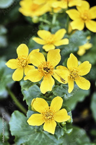 Details of beautiful yellow marsh-marigold flowers on a forest meadow.