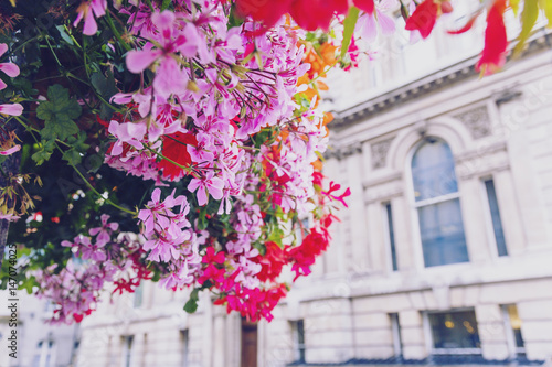 Colorful flowers adorning the streets of London