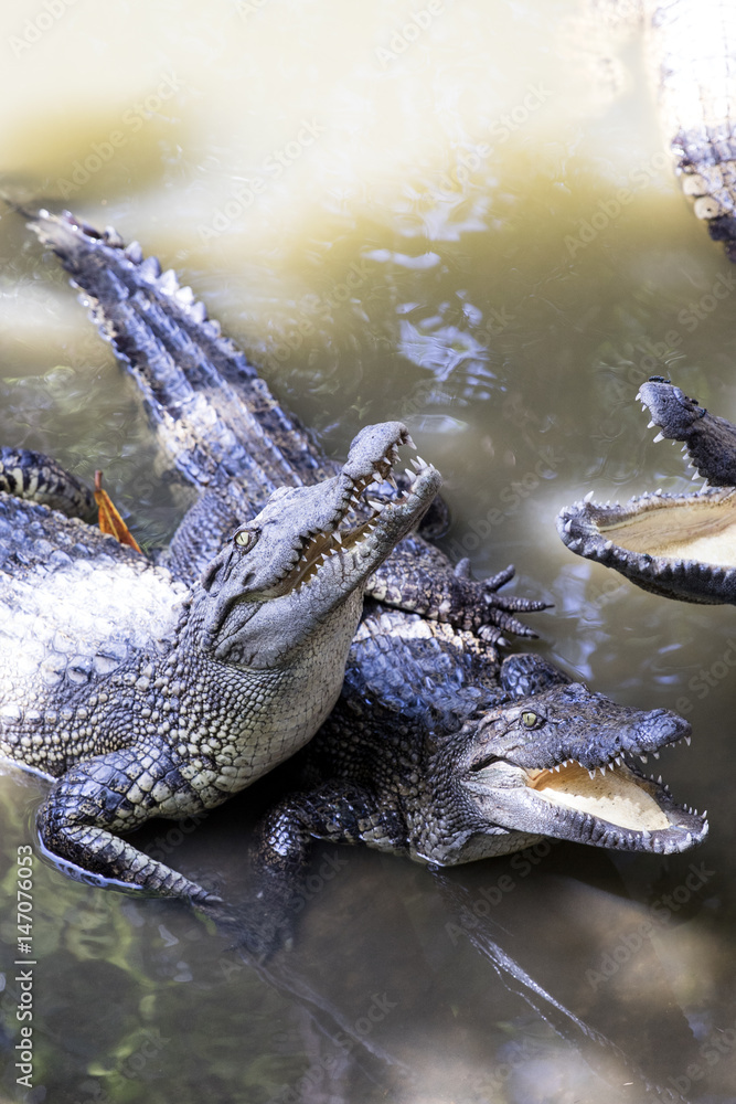 Obraz premium Siamese crocodiles Mekong delta in Vietnam