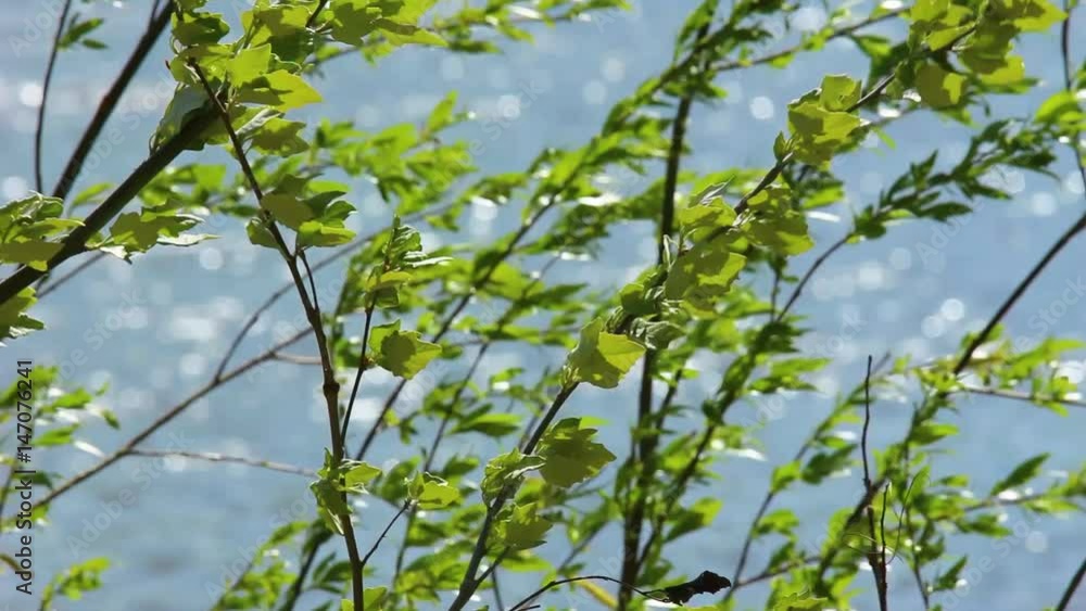 Beautiful green branches of tree isolated over blurry blue river background. Real time full hd video footage. Beautiful green branches of tree isolated over blurry blue river background. Real time full hd video footage.