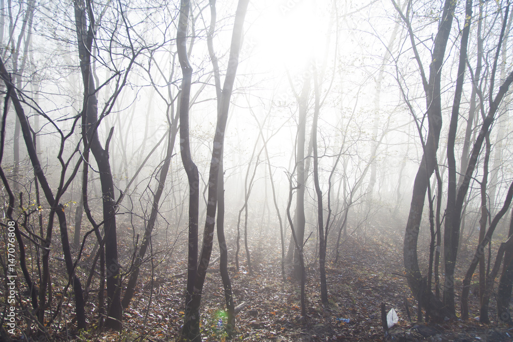 Fototapeta premium Fog in the wood