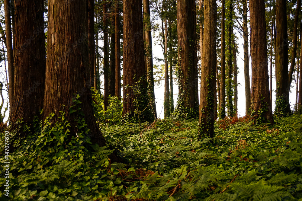 Fototapeta premium Mysterious forest with old trees in a natural park
