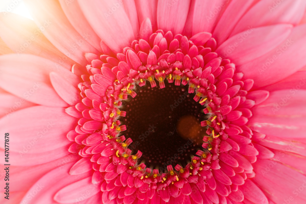 Floral background, gerbera close-up in the rays of the sun Floral background, gerbera close-up in the rays of the sun