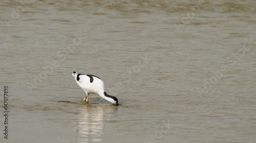 Pied Avocet (Recurvirostra avosetta) feeding or foraging in the shallows