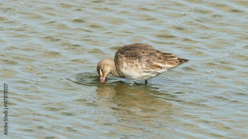 Black-tailed Godwit (Limosa limosa) juvenile feeding or foraging in the shallows