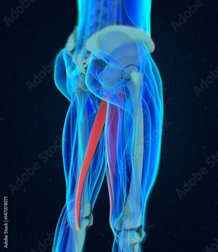 Gracilis Muscle. Female muscle anatomy. 3d illustration photo