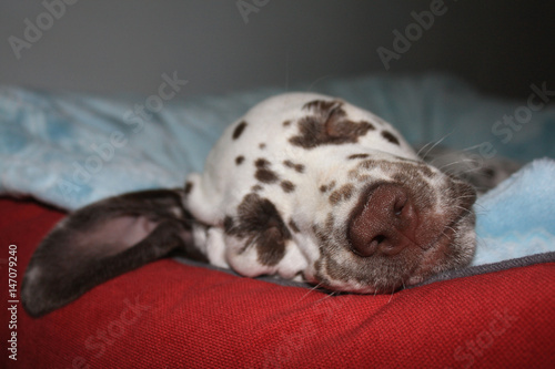 Dalmatien photo