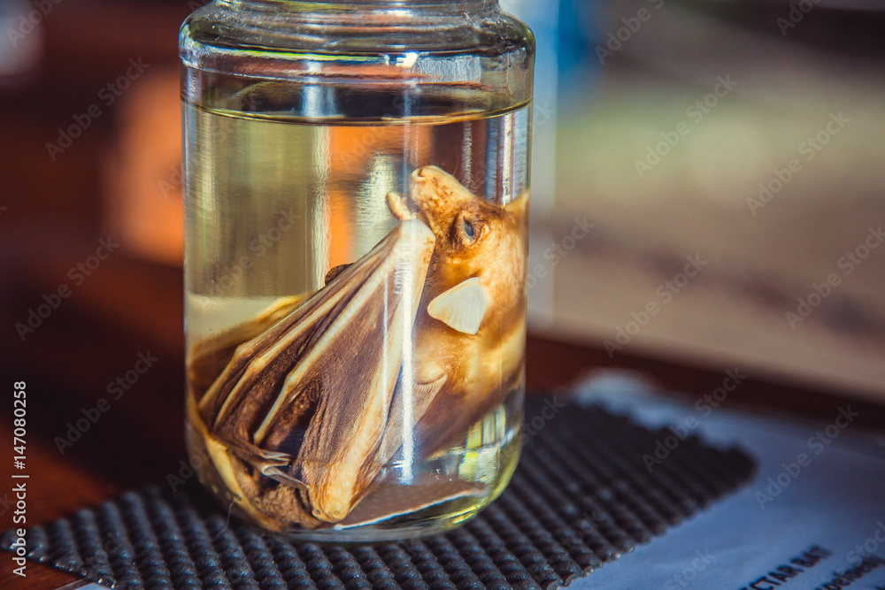 Embryo bat in glass jar with formaldehyde Stock Photo | Adobe Stock