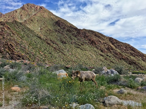  Endangered desert Bighorn Sheep in a field of colorful wildflowers