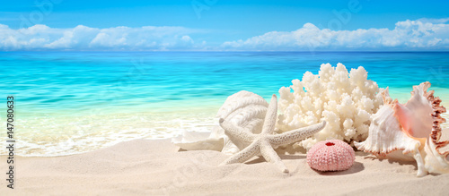 Fototapeta Naklejka Na Ścianę i Meble -  Seashells on sand beach