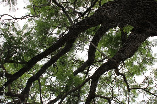 View of tree canopy and sky