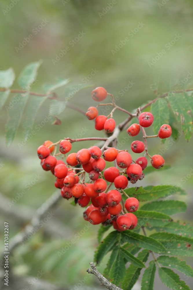 Obraz premium Baie de sorbier de l'oiseleur, Sorbus aucuparia