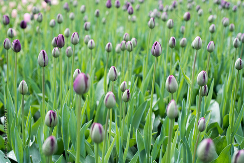 Beautiful flowers in Holland