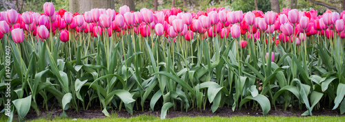 Beautiful flowers in Holland