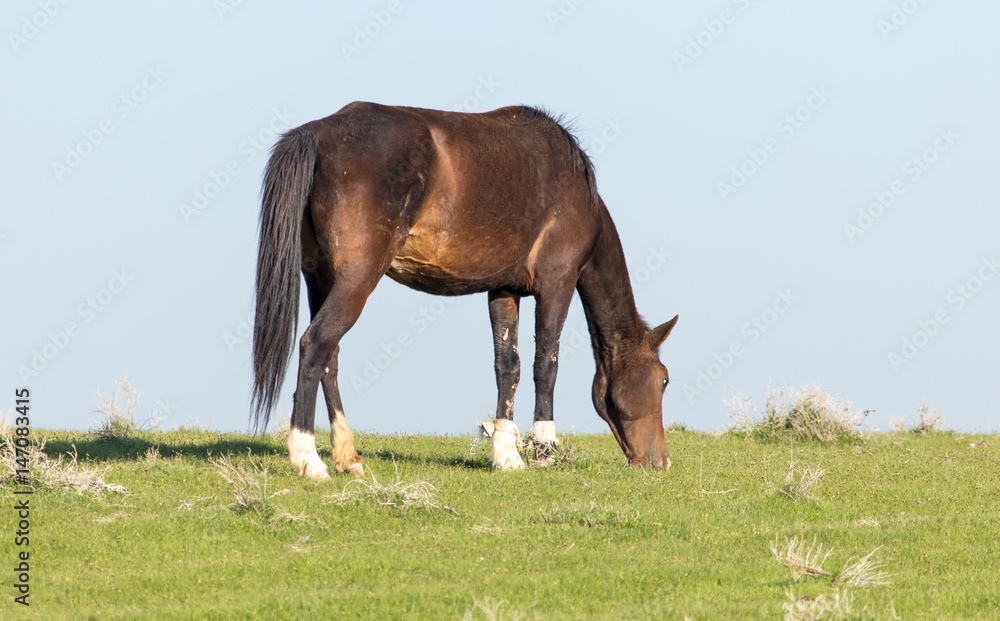 Obraz premium Horses in pasture on nature