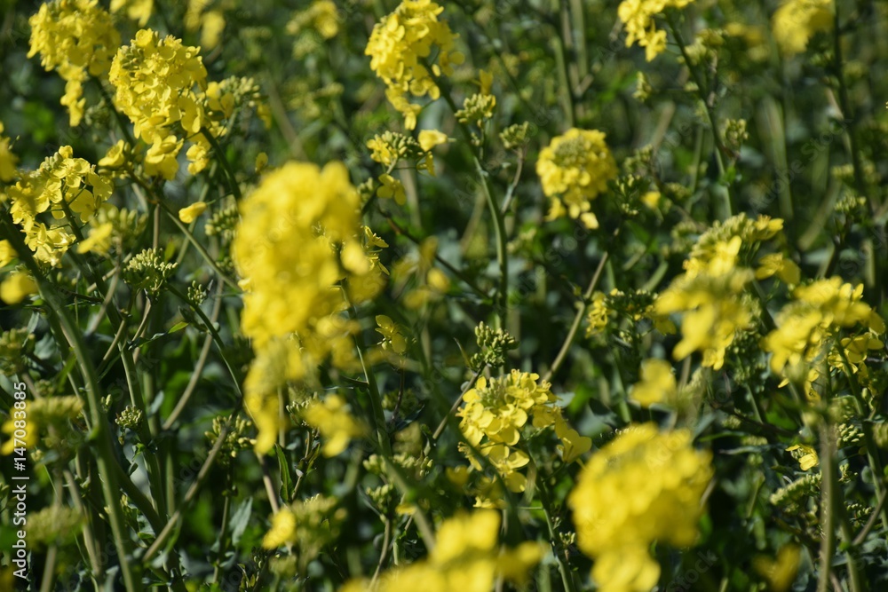 Blühendes Rapsfeld - in voller Blüte - Ländlich Blühendes Rapsfeld - in voller Blüte - Ländlich