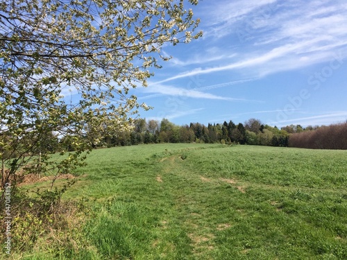 Fr  hling an Wiese am Waldrand