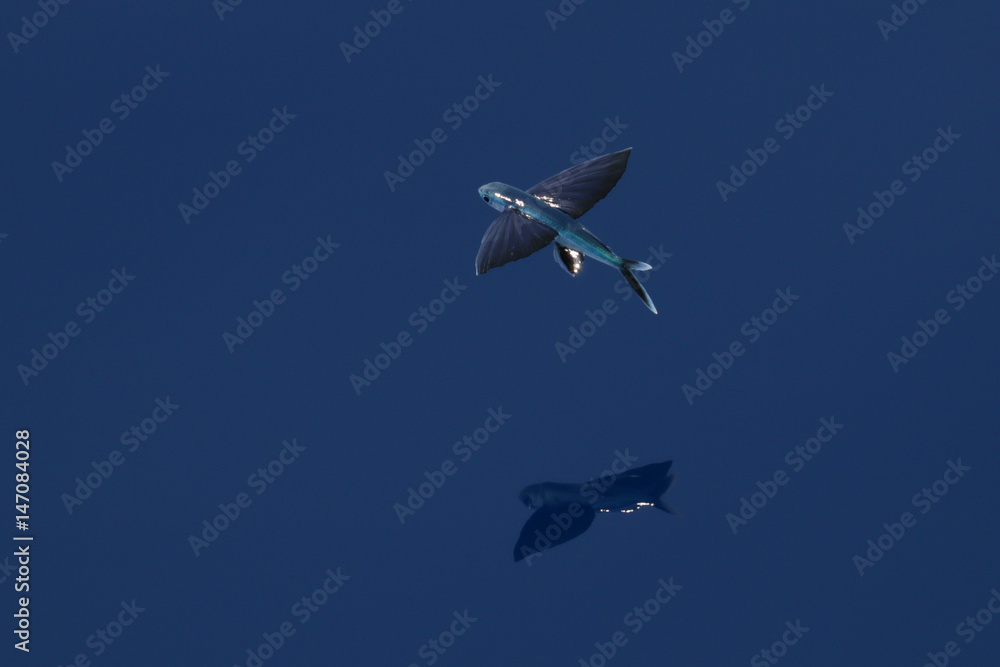 Fototapeta premium Poisson volant