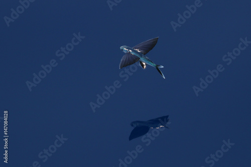 Poisson volant