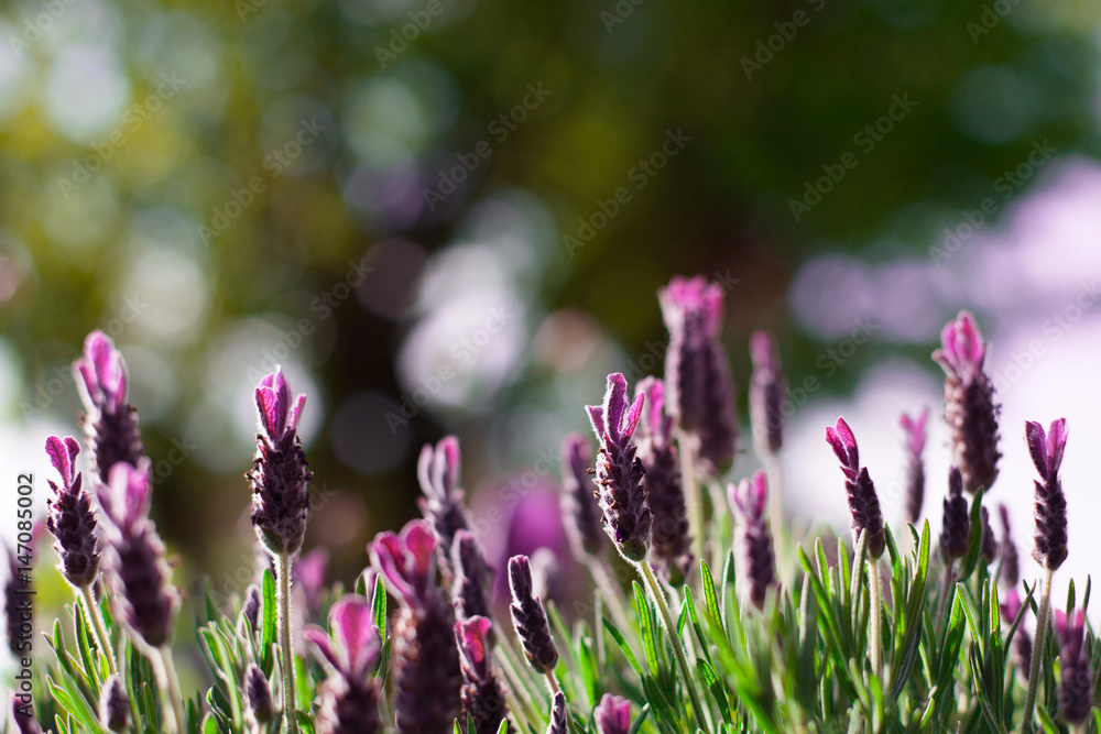 Fototapeta premium Lavendel