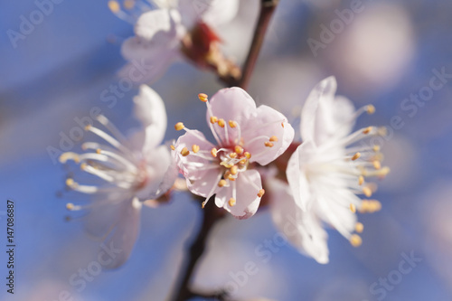 Tree in bloom