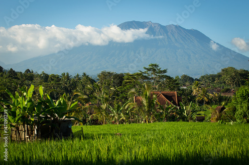 Rizières de Bali photo