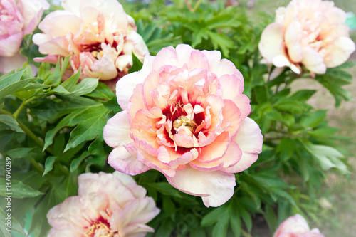 Bush with many beautiful creamy colored peony flowers. Callie's memory. © AnnaElizabeth