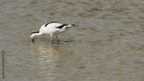 Pied Avocet (Recurvirostra avosetta) feeding or foraging in the shallows