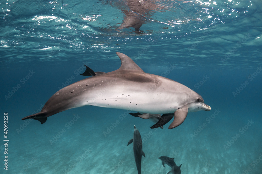 A dolphin can hide another one A dolphin can hide another one