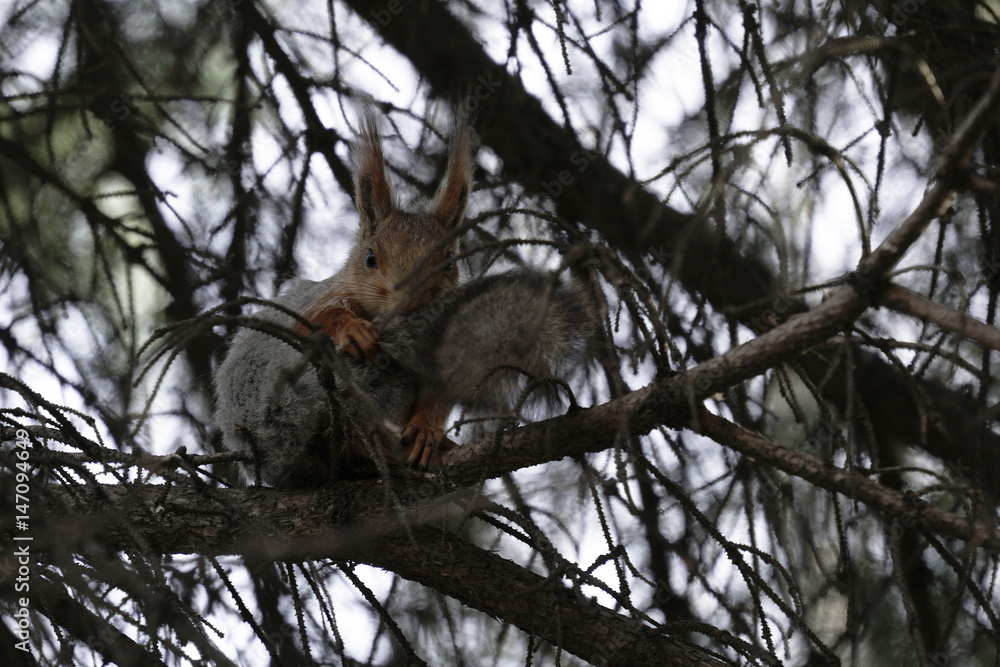 Squirrel in the natural habitat. The squirrel quickly climbs trees, finds food and eats it. Sunny spring day in the forest. Squirrel in the natural habitat. The squirrel quickly climbs trees, finds food and eats it. Sunny spring day in the forest.