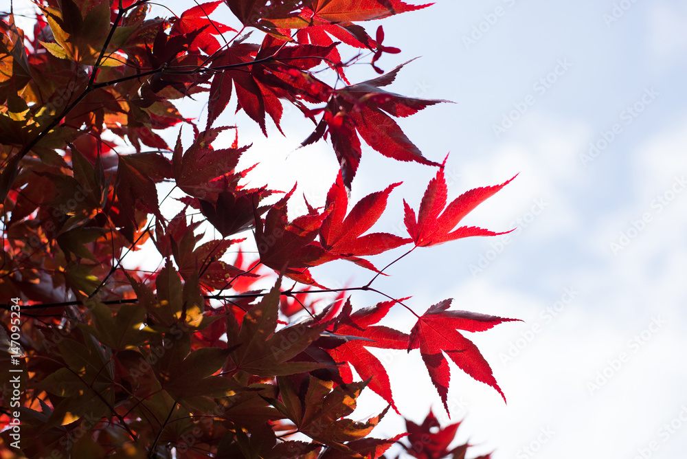 Acero palmato / Momijigari / foglie rossi dell'albero. Stock Photo | Adobe  Stock
