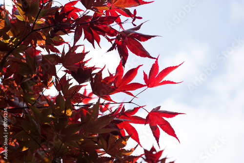 Acero palmato / Momijigari / foglie rossi dell'albero.