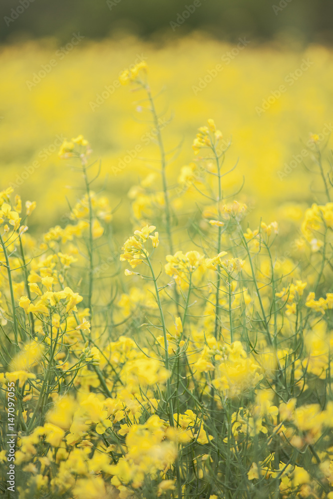 Obraz premium Rapeseed flowers in fields; 