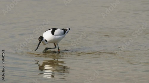 Pied Avocet (Recurvirostra avosetta) feeding or foraging in the shallows