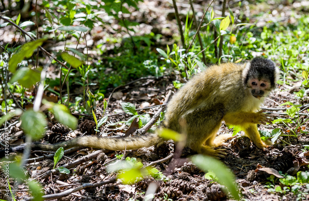 Obraz premium Monkey
