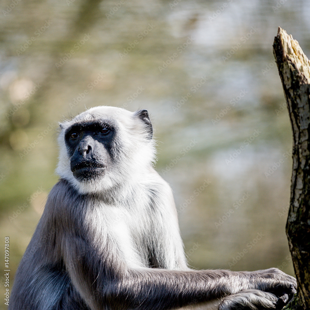 Obraz premium Monkey